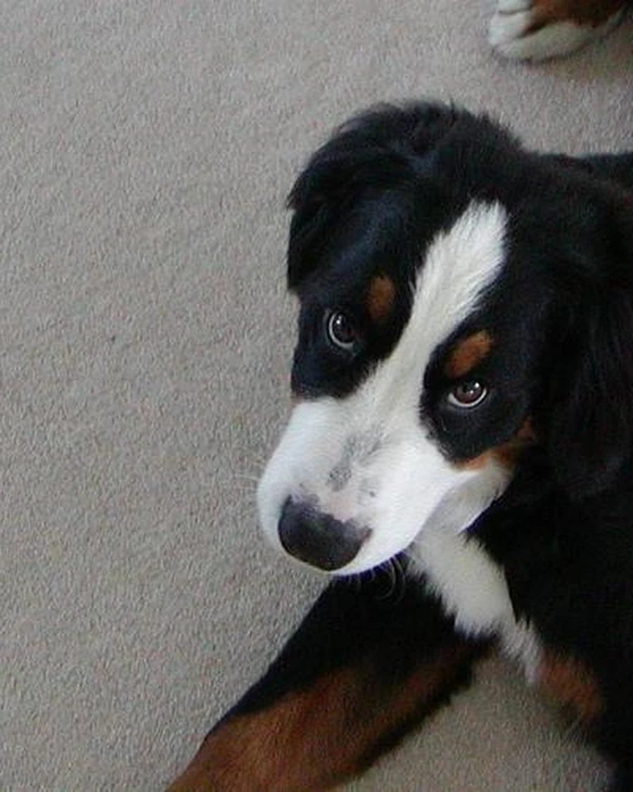 Bruno, 2 yrs 3 mo male
