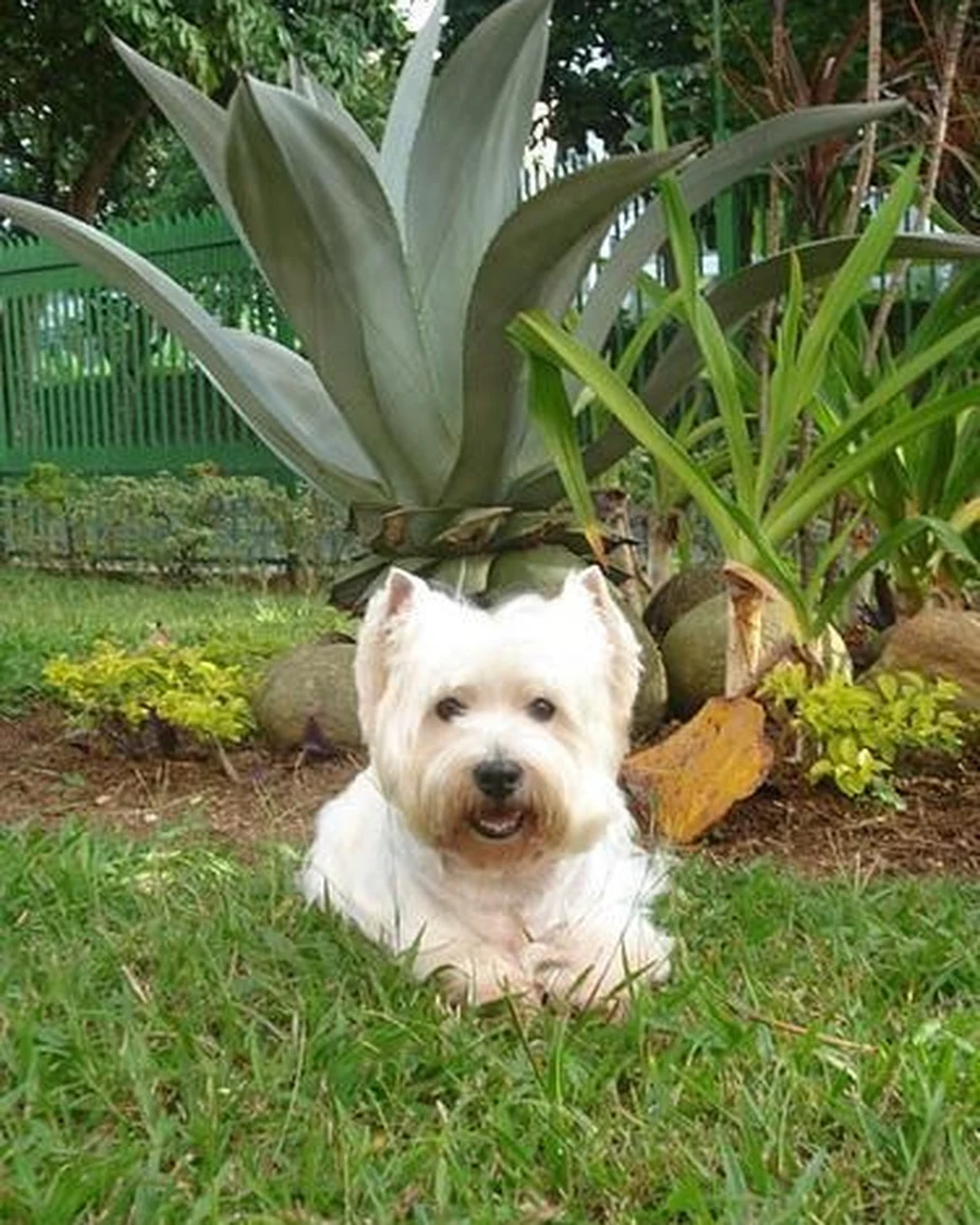 Biscuit, photo 2