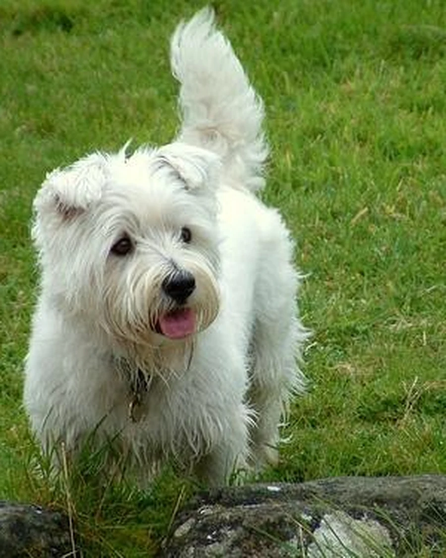 Biscuit, photo 3