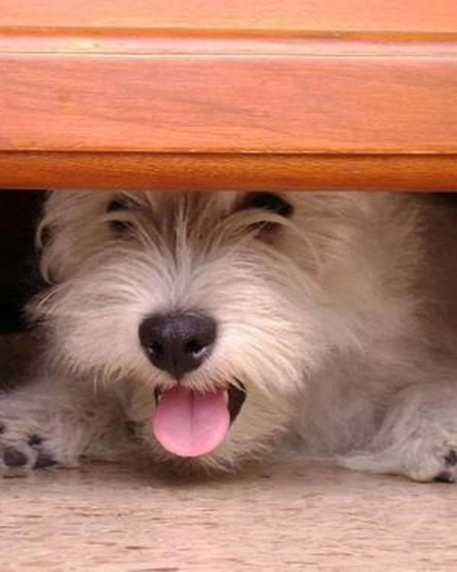Biscuit, photo 4