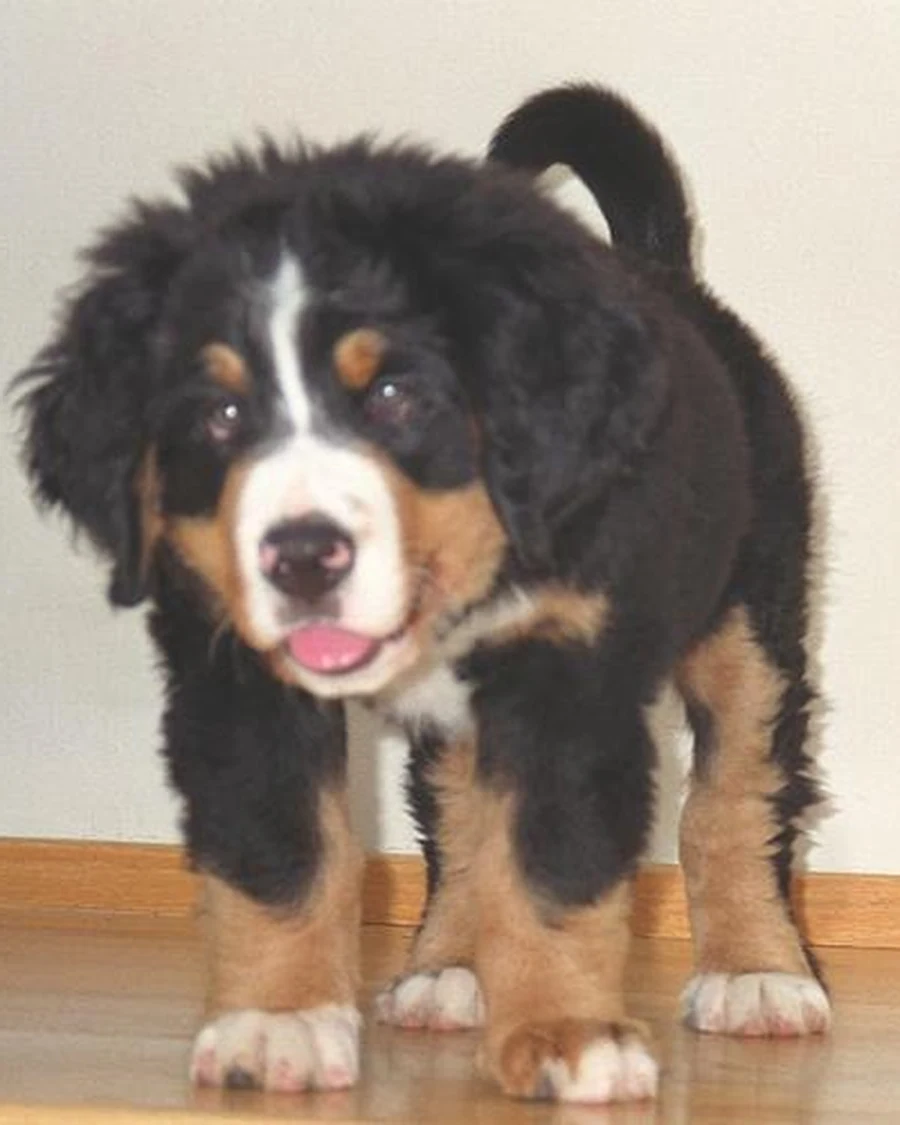 Bruno, photo 2