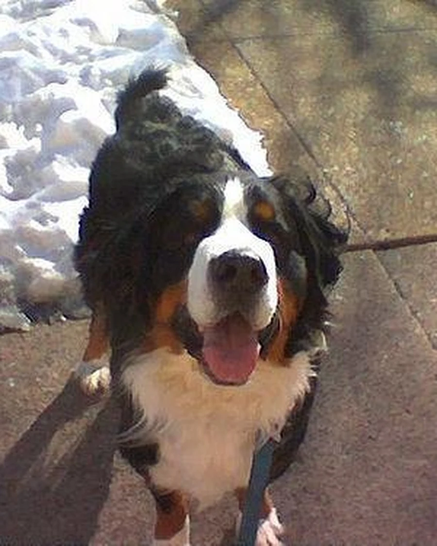 Bruno, photo 3