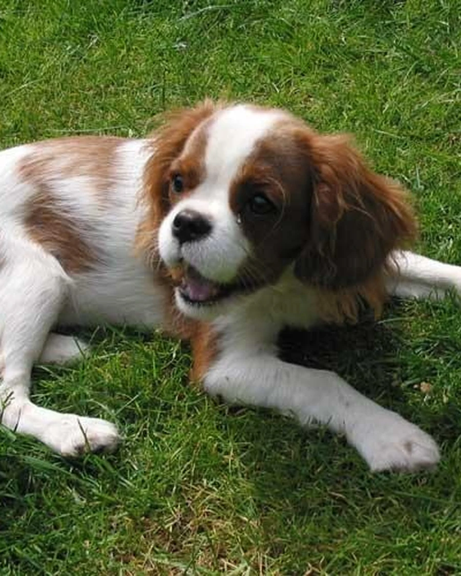 Coco, photo 4