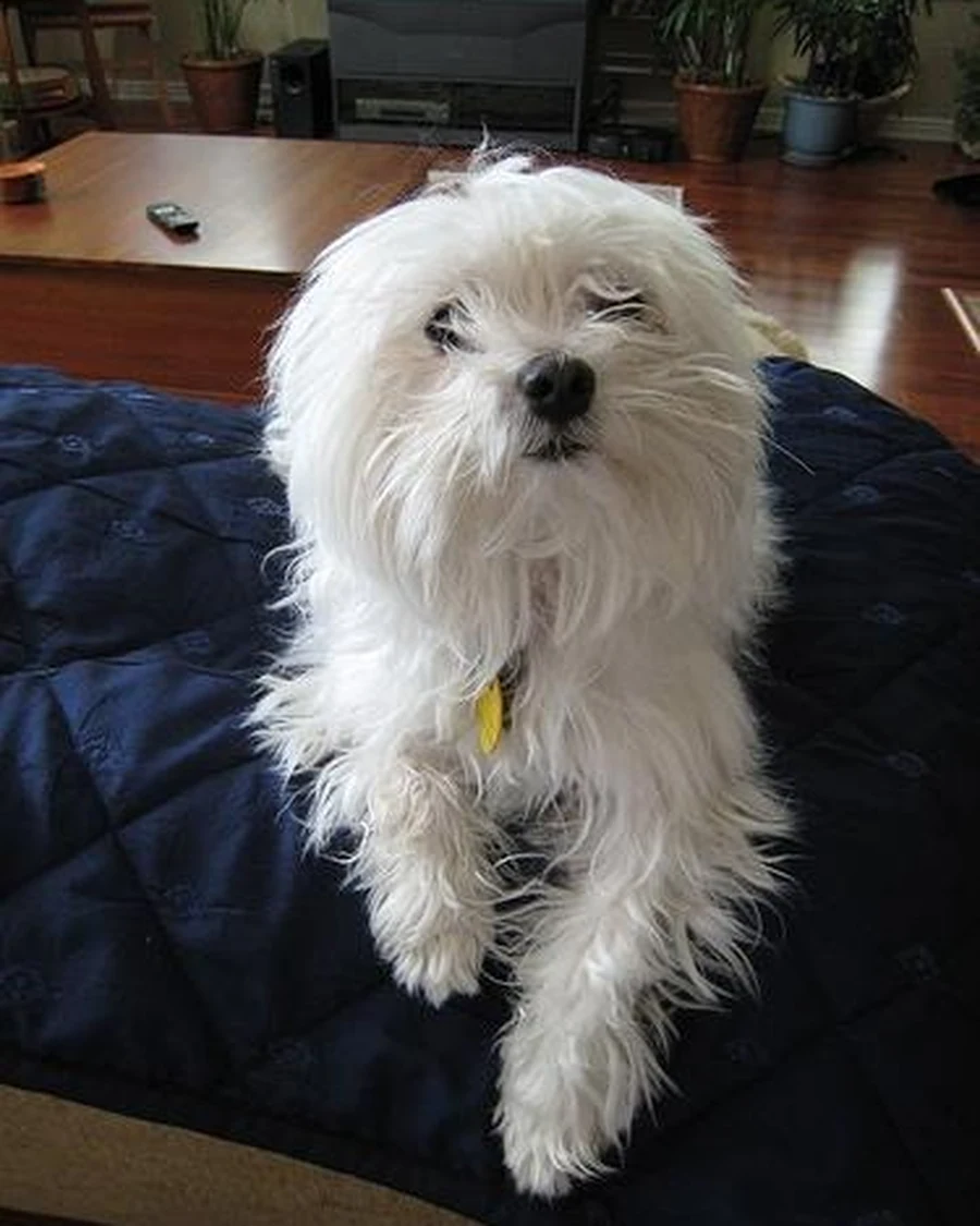 Ginger, photo 3