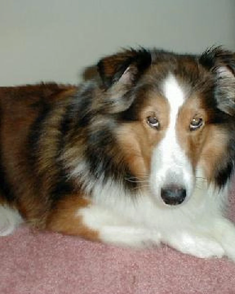 Luna, photo 3