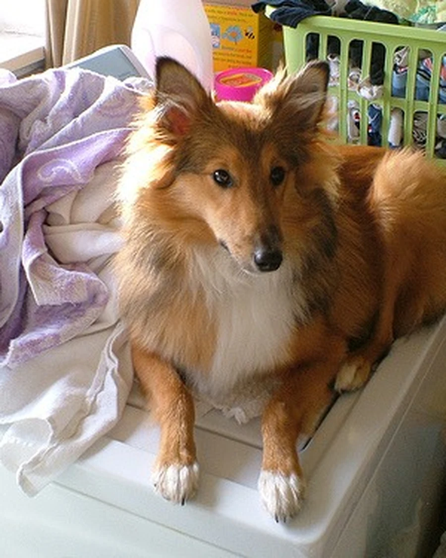 Luna, photo 4