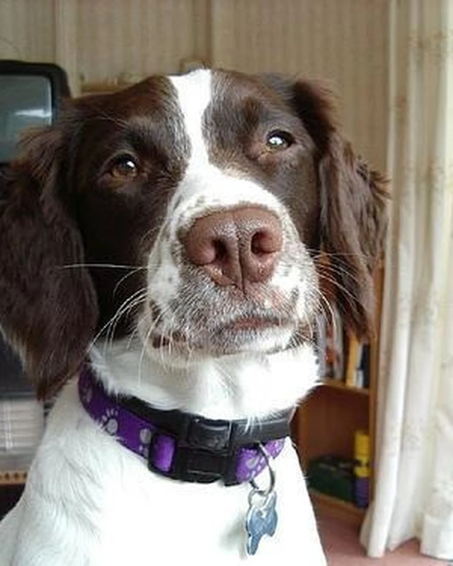 Maple, photo 3