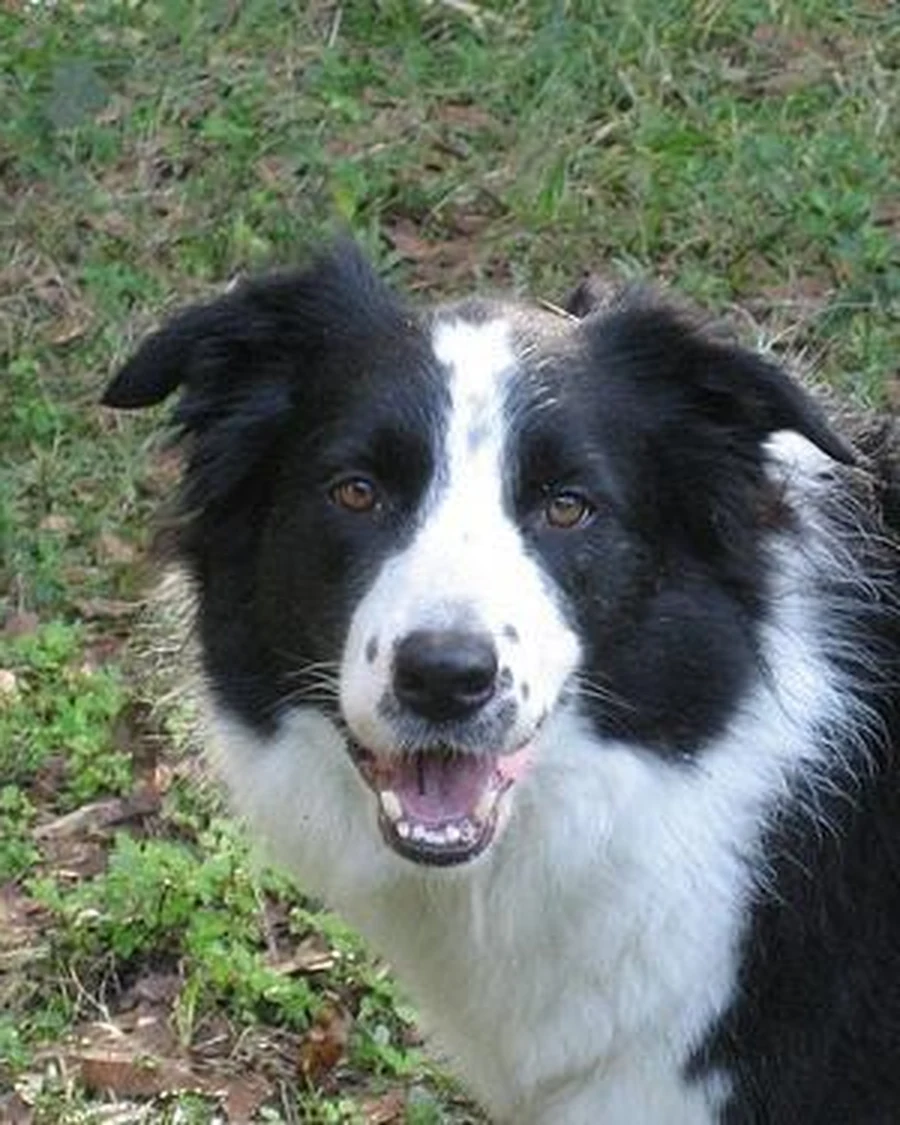 Nala, photo 3