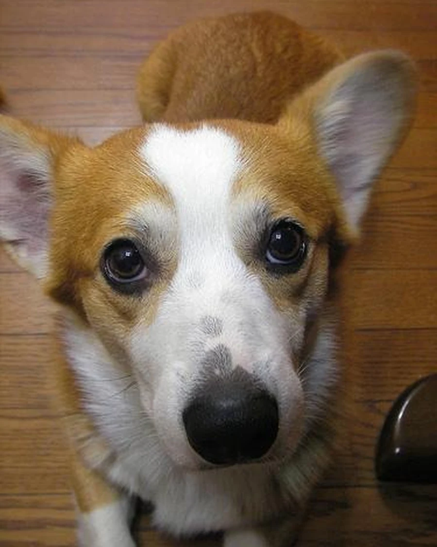 Pepper, photo 2