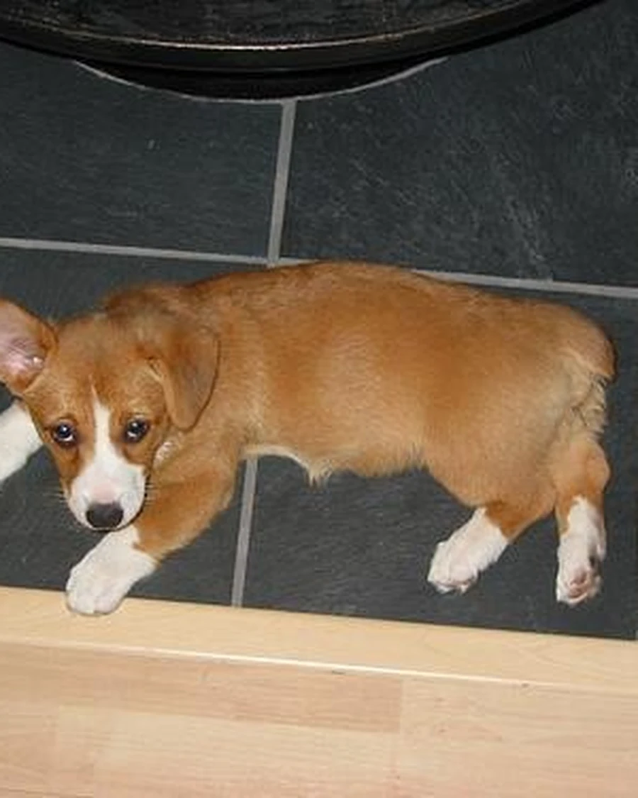 Pepper, photo 3