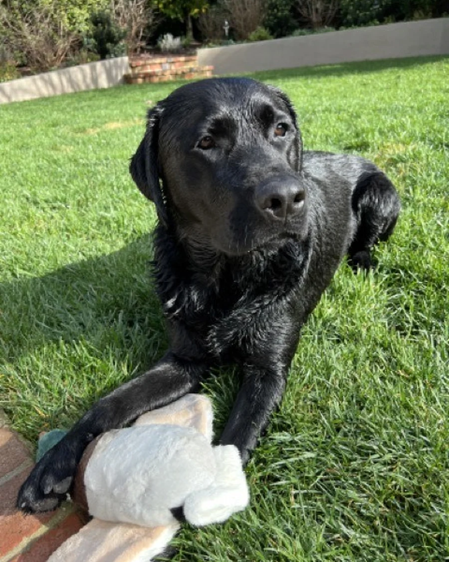 Rocky, photo 2
