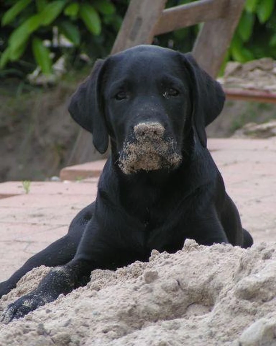 Rocky, photo 3