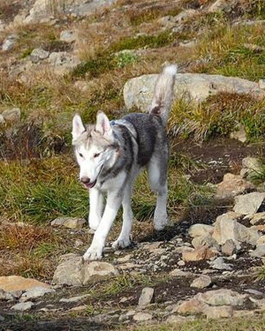Simba, photo 2