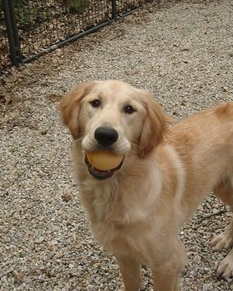 Thor, photo 3