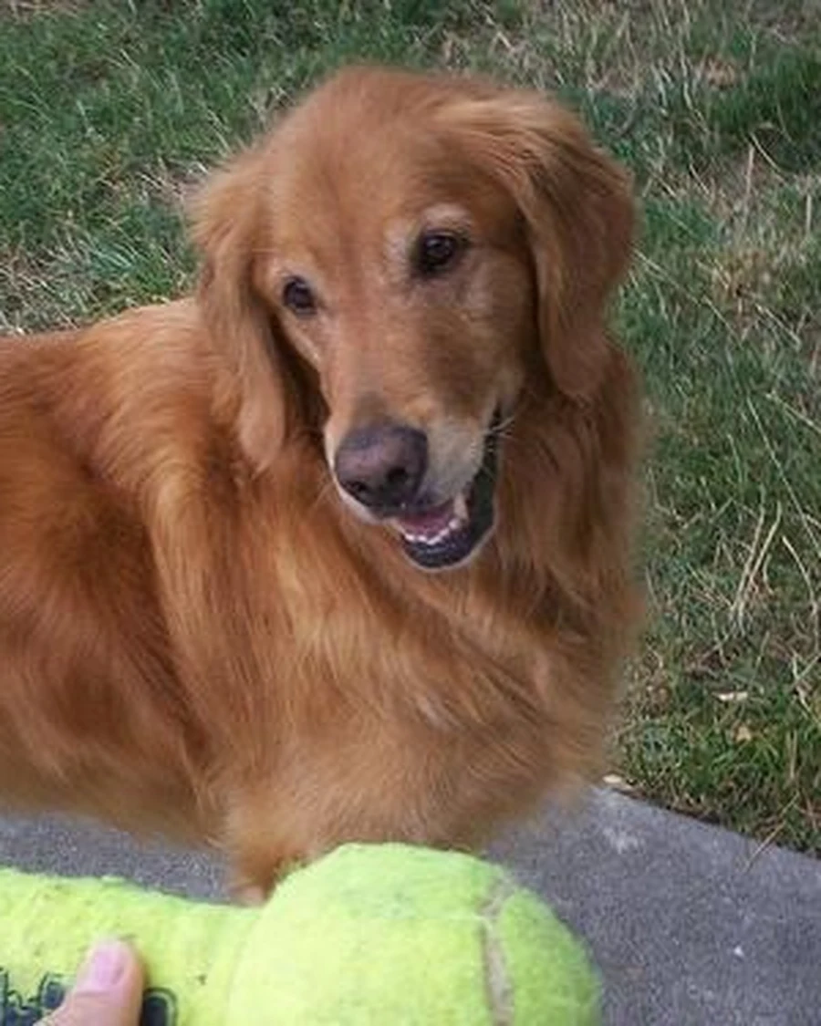 Thor, photo 4