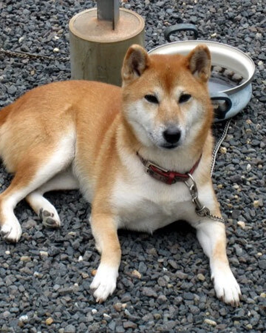 Toby, photo 2