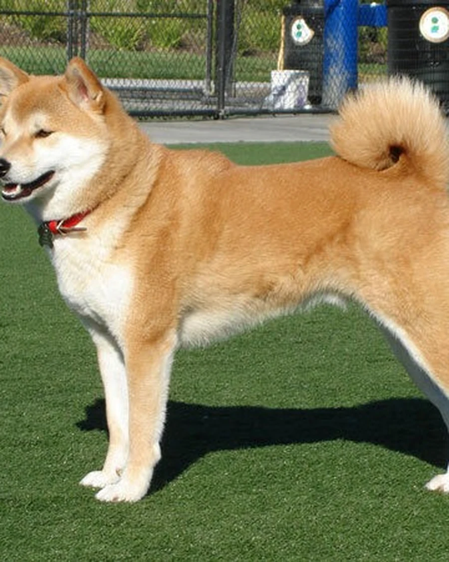 Toby, photo 4
