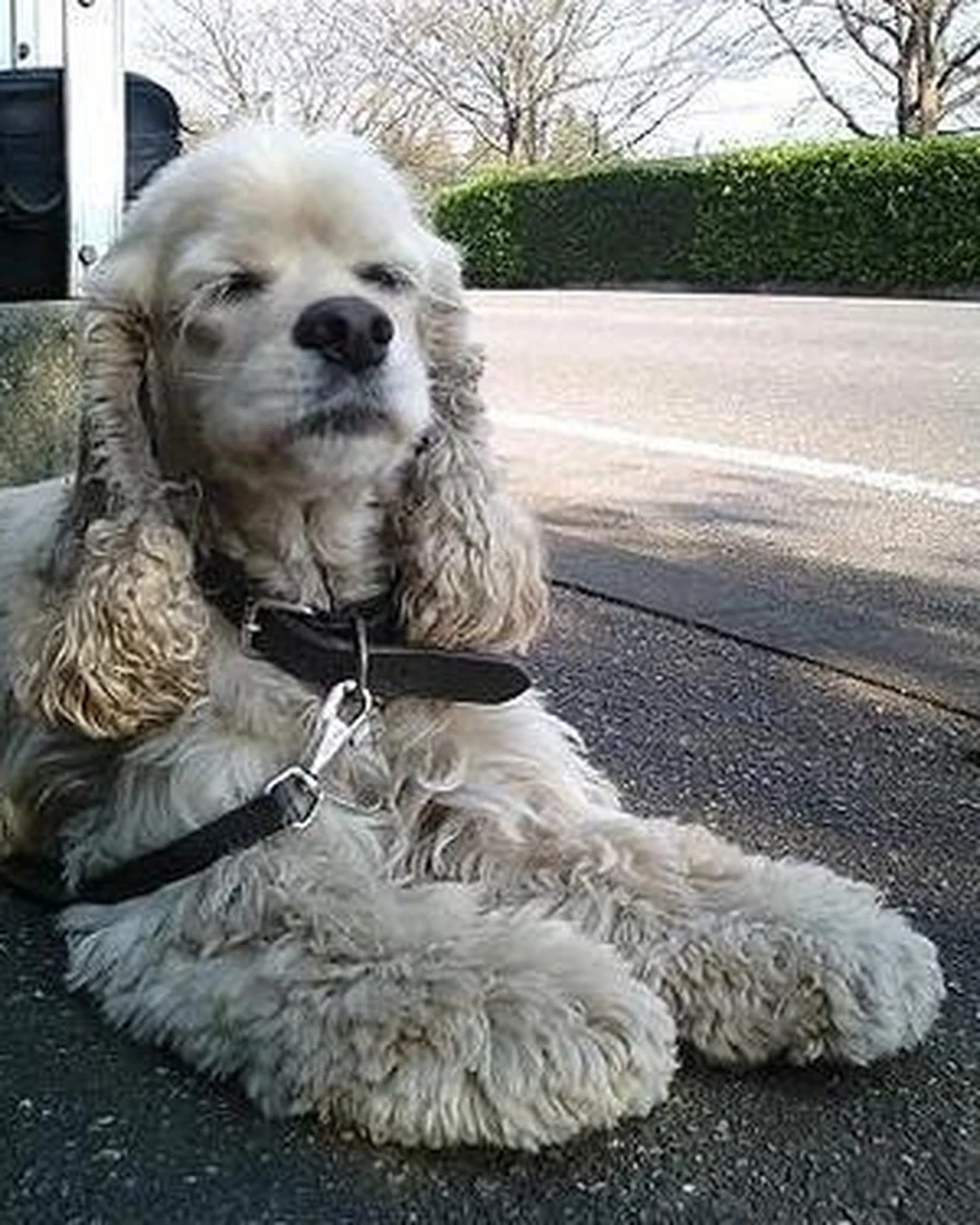 Willow, photo 2