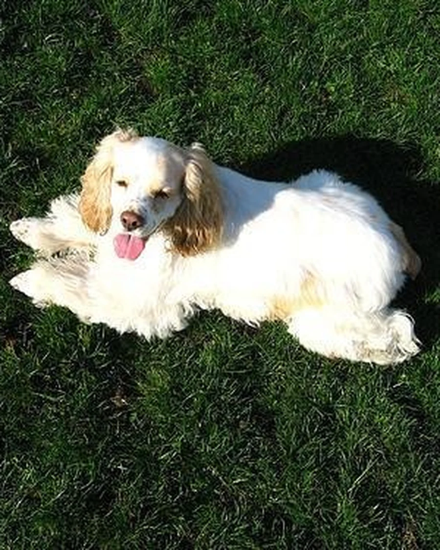 Willow, photo 3