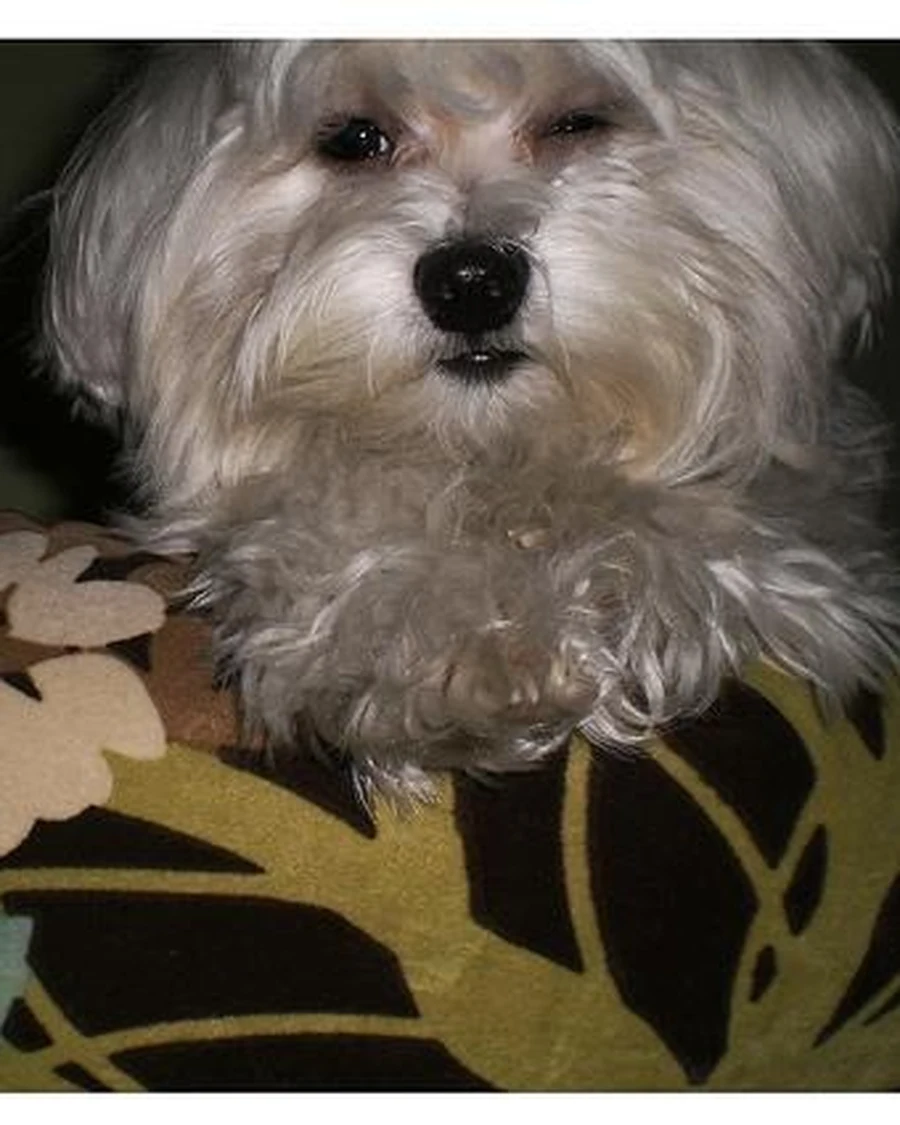 Ginger, 4 yrs 1 mo female