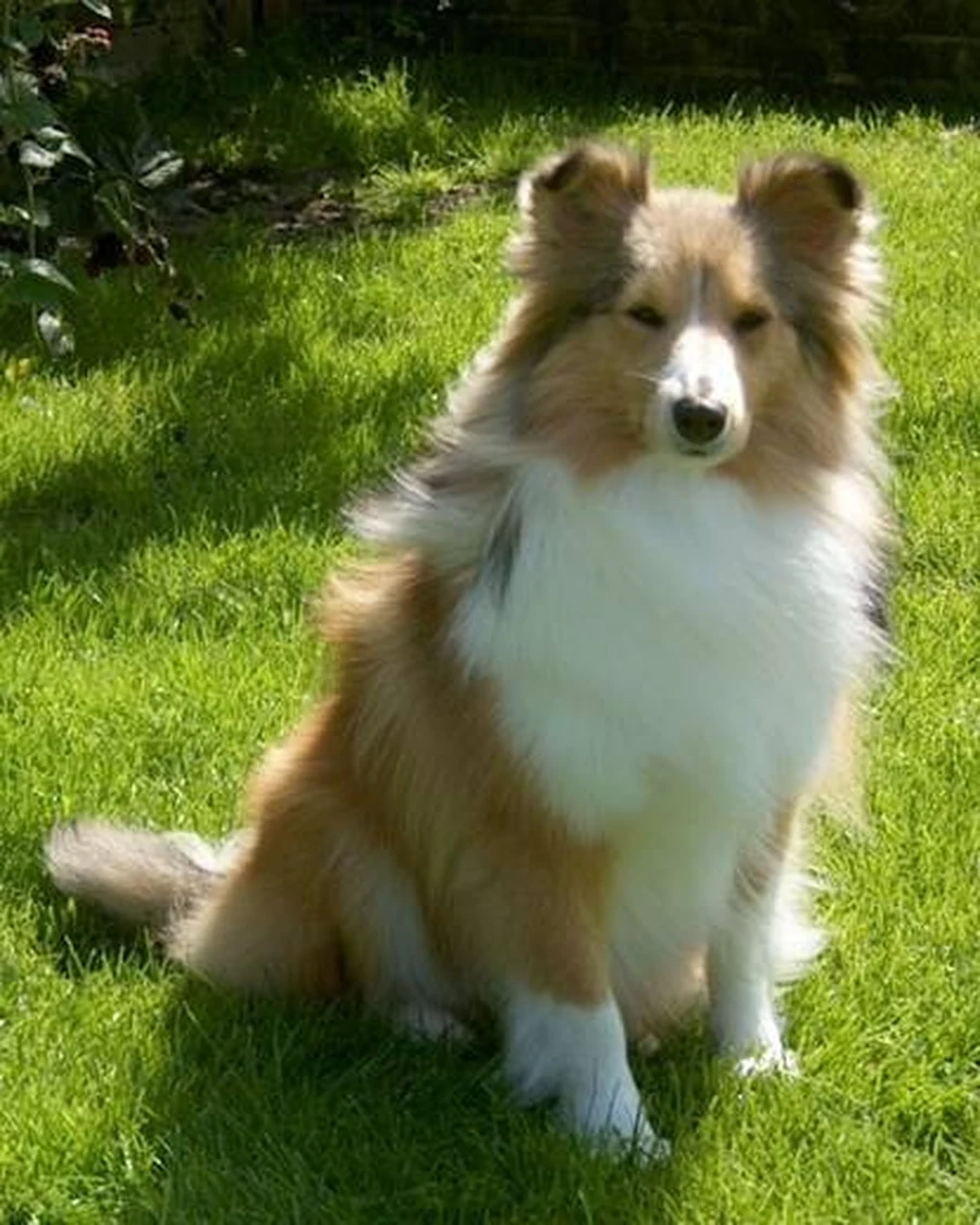 Luna, 3 yrs 8 mo female