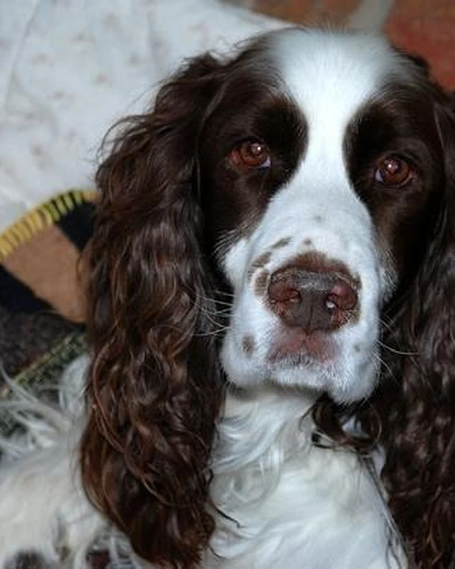Maple, 1 yr 3 mo female