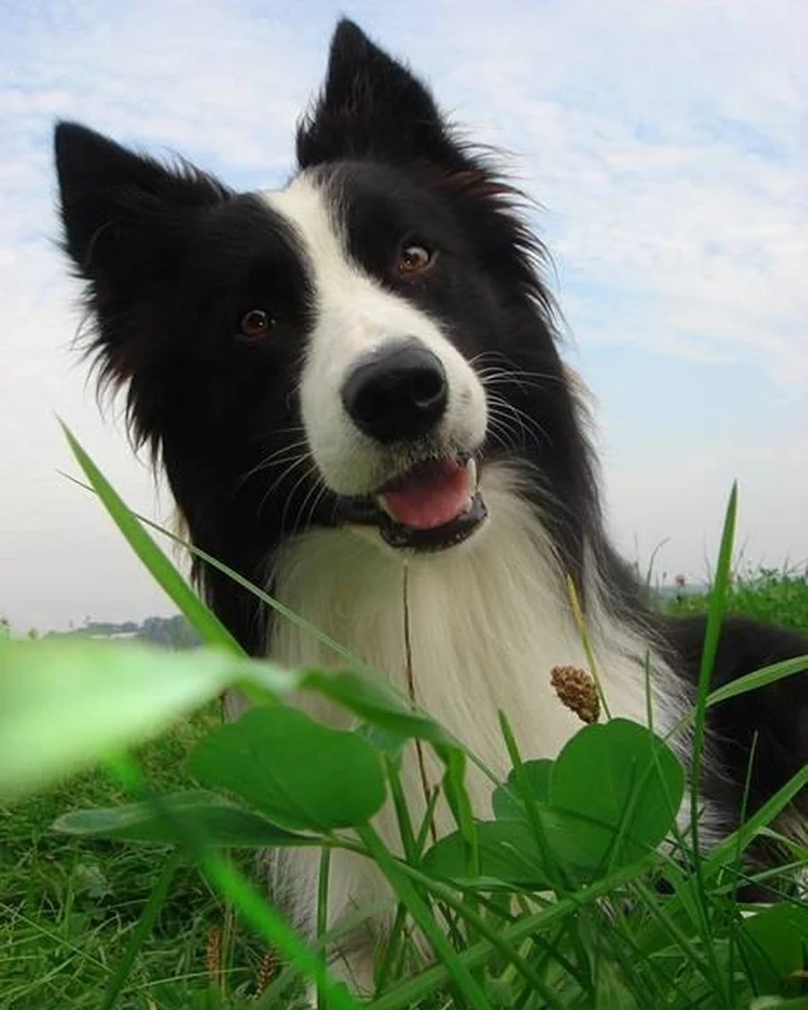 Nala, 2 yrs 7 mo female