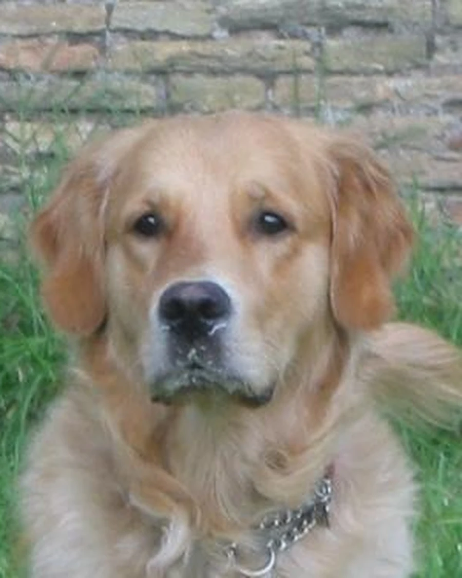 Thor, 1 yr 1 mo male