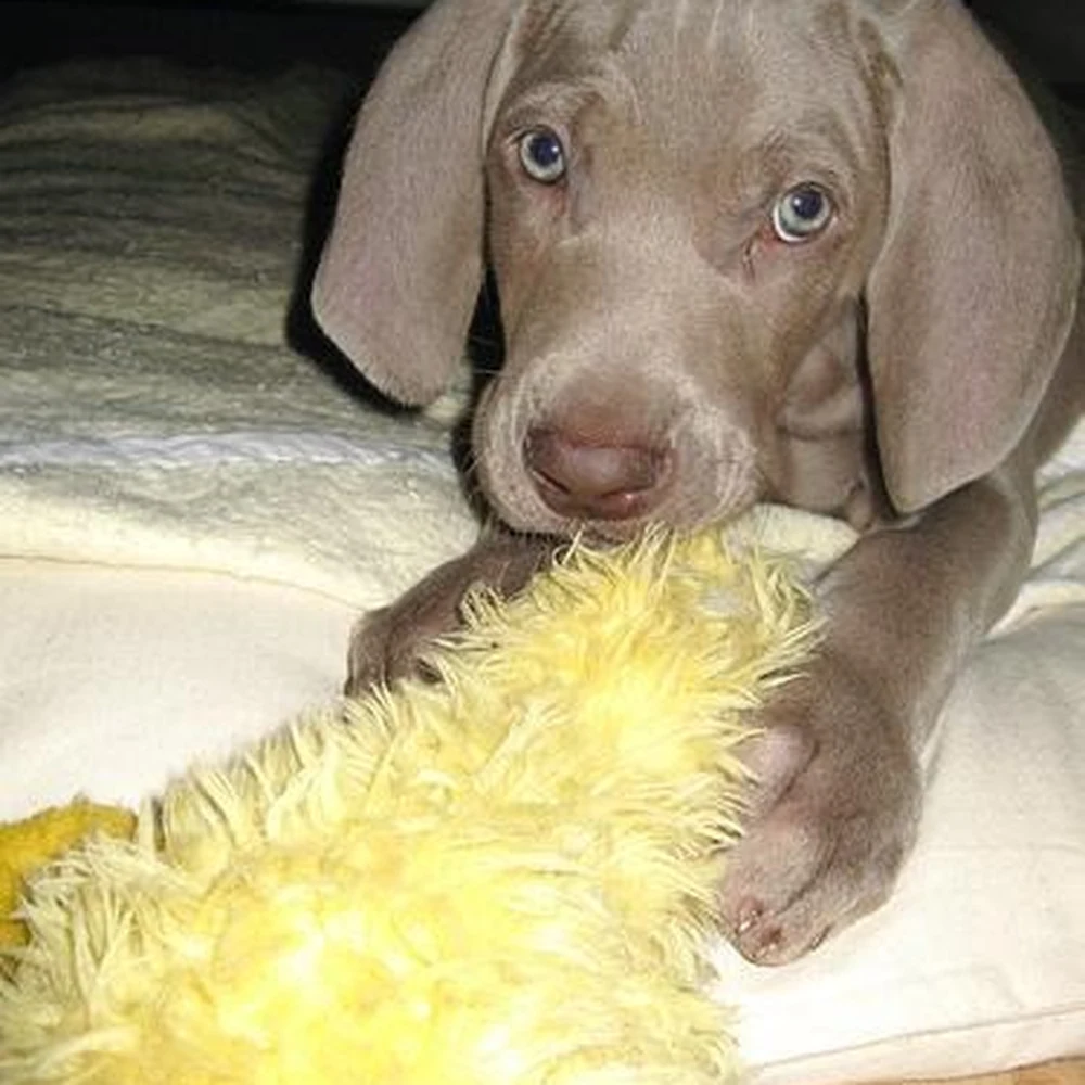 The first proper tail wag.